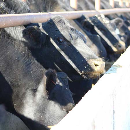 Cattle at Feed Trough