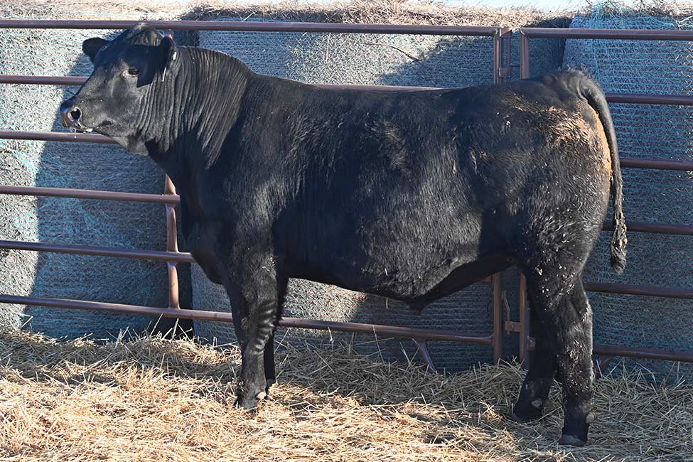 RSA Ball of Fire 4111