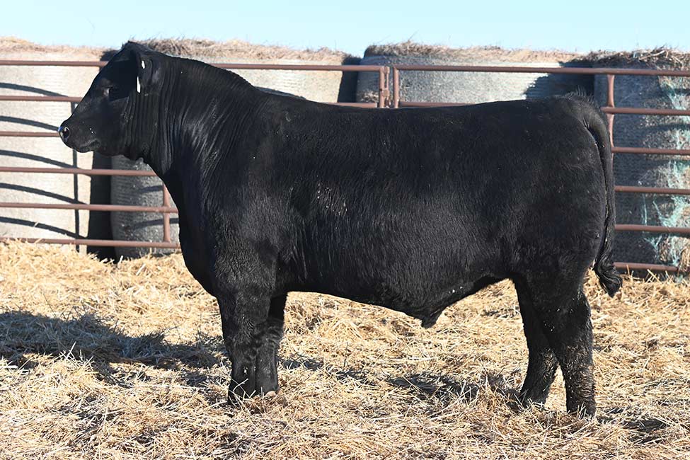 RSA True Balance 4118