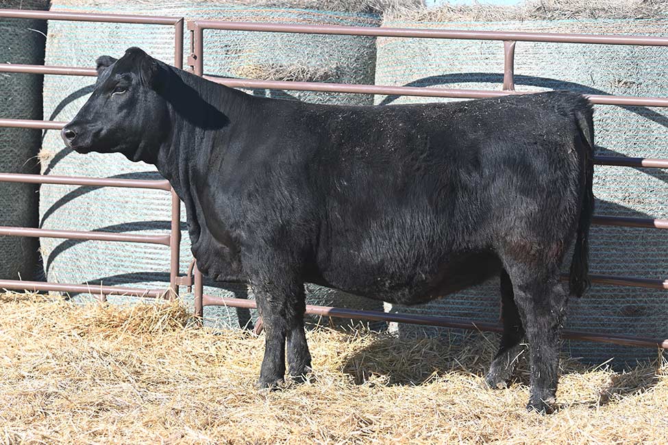 RSSA MISS JAMESON 4267M