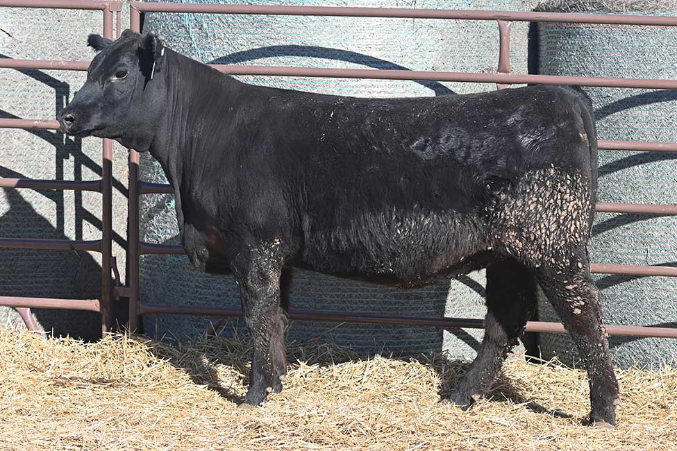 RSA Forever Lady 5205