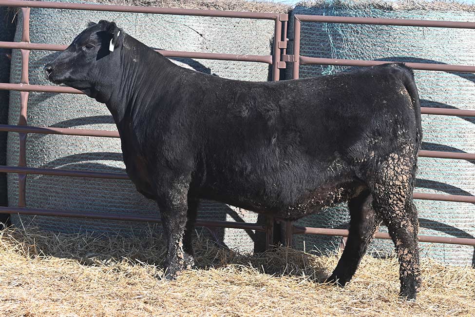 RSA Forever Lady 5209