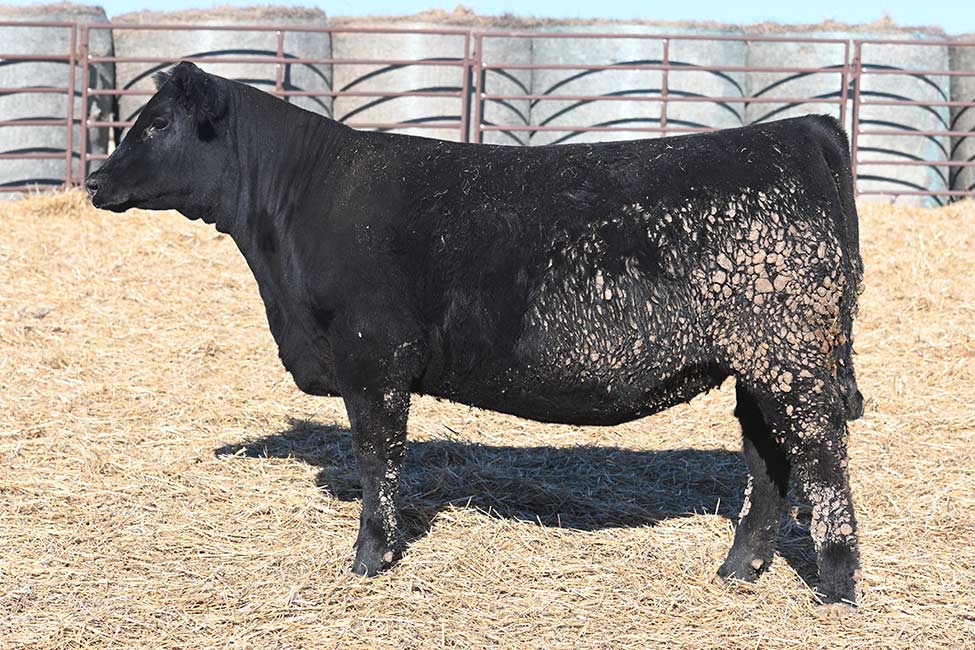 RSA Forever Lady 5215